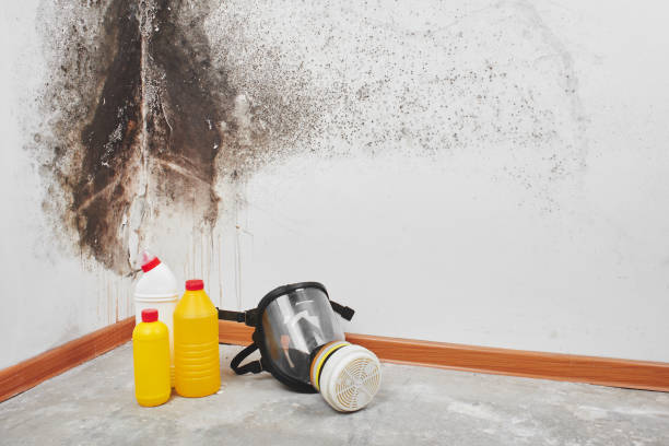 Best Toxic Mold Removal  in Linden, AZ