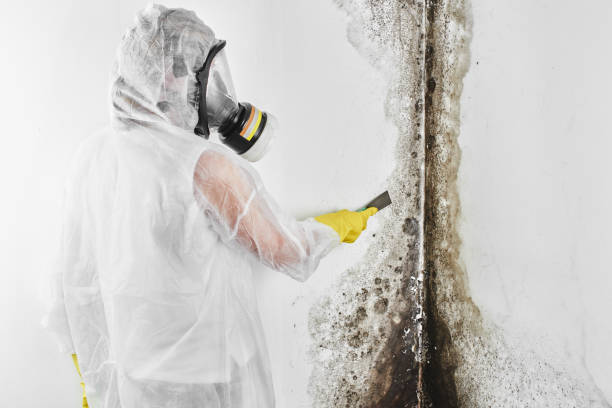 Best Residential Mold Removal  in Linden, AZ