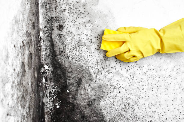 Best Mold Cleaning Services  in Linden, AZ