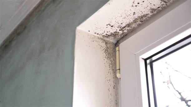 Best Mold Damage Repair  in Linden, AZ