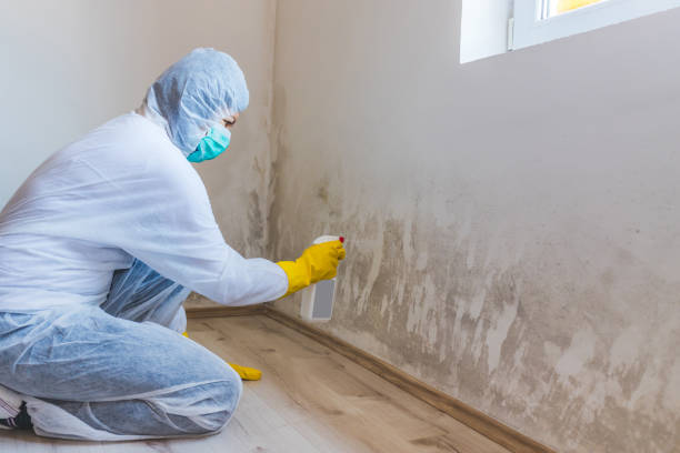 Best Certified Mold Removal  in Linden, AZ