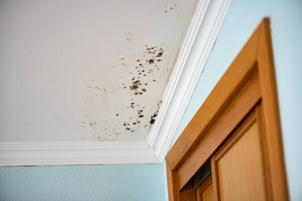 Best Local Mold Removal Service  in Linden, AZ