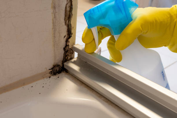 Best Home Mold Removal  in Linden, AZ