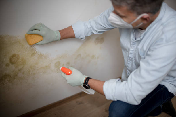 Best Black Mold Removal  in Linden, AZ