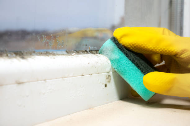 Best Professional Mold Removal  in Linden, AZ