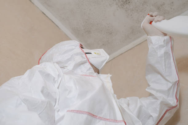 Best Mold Remediation Experts  in Linden, AZ