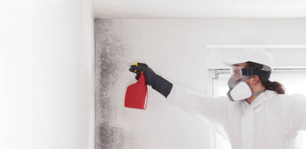 Best Black Mold Removal  in Linden, AZ