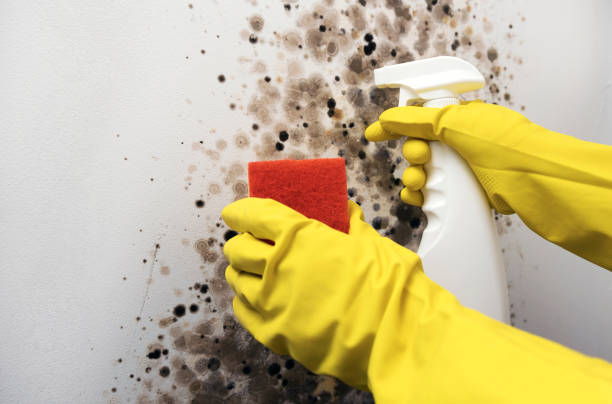 Best Attic Mold Removal  in Linden, AZ