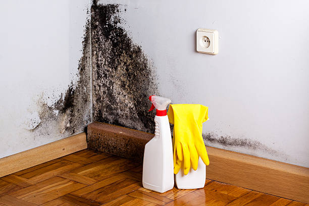 Best Fast Mold Removal  in Linden, AZ