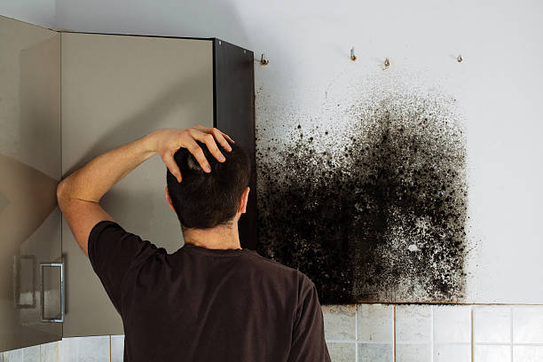 Best Residential Mold Removal  in Linden, AZ