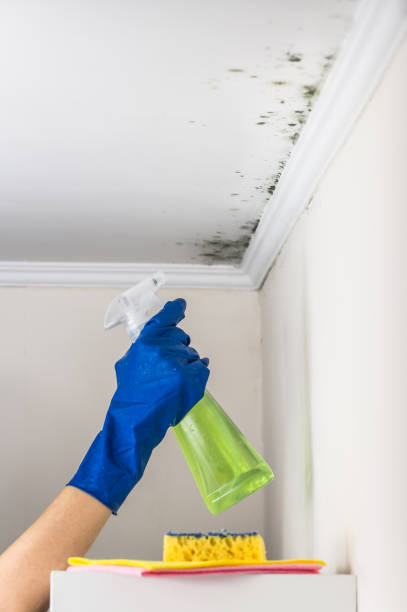 Best Mold Removal Company Near Me  in Linden, AZ