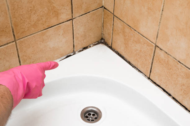 Best Mold Damage Repair  in Linden, AZ