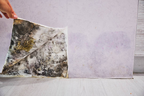 Best Attic Mold Removal  in Linden, AZ